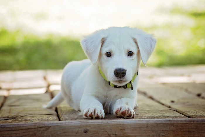 la importancia de llevar a nuestras mascotas al veterinario