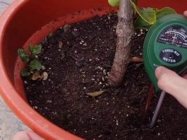 Que importancia tiene el EC y PH en el cultiv o de plantas de interior