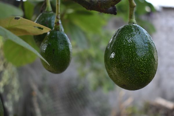 Caña Nature ingredientes del Guacamole 